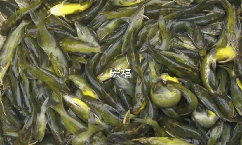 养殖_上饶市宏福水产养殖