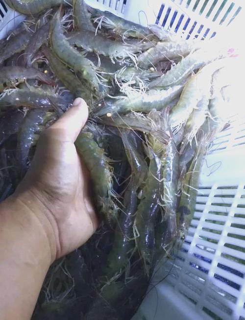 我国鲜活水产品流通:从养殖到消费的供应链揭秘